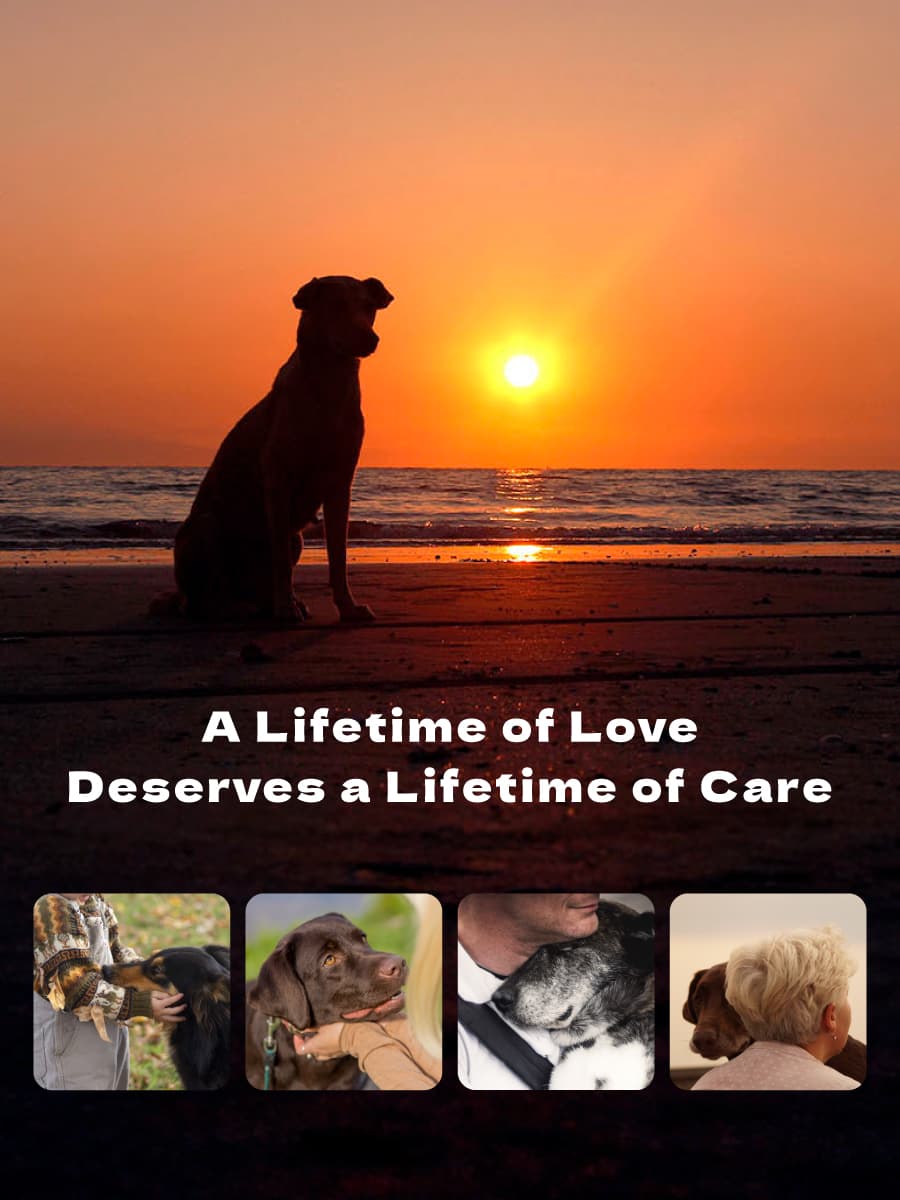 product-dog-banner-2