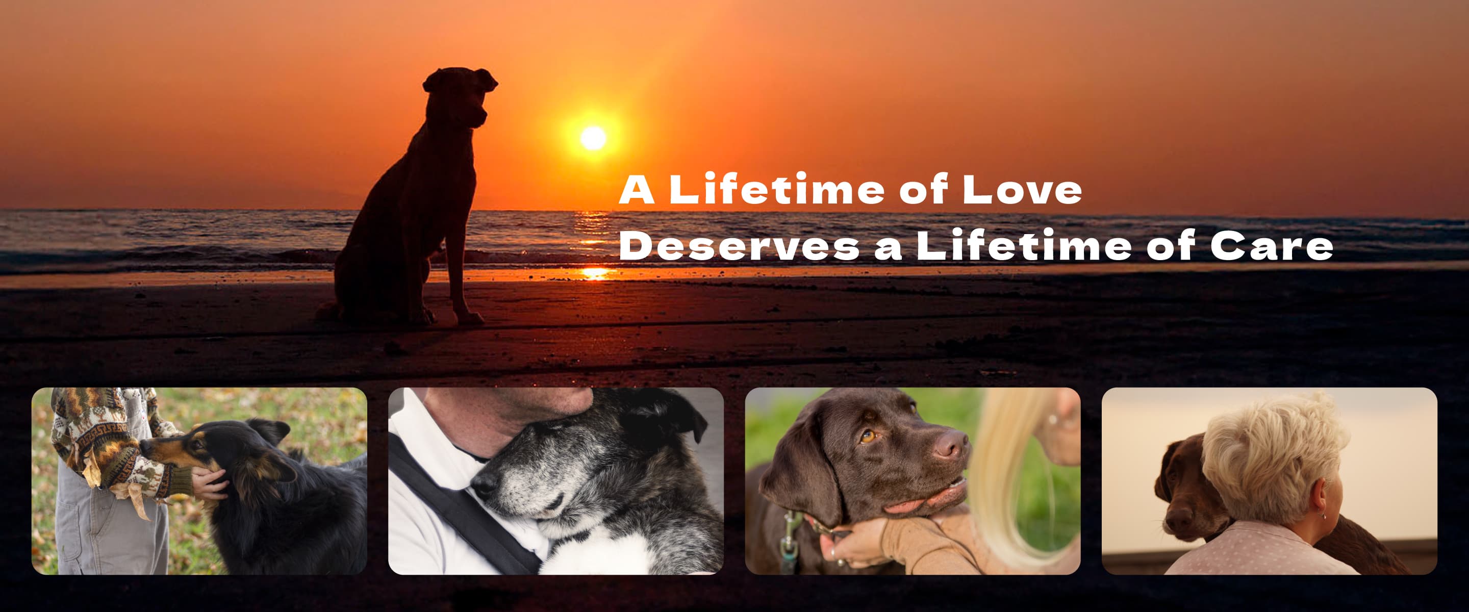 product-dog-banner-2